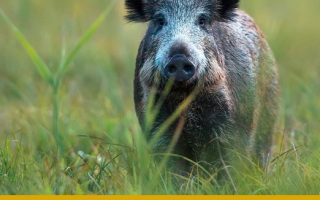 Afrikanische Schweinepest, Bundesgesetzblatt
